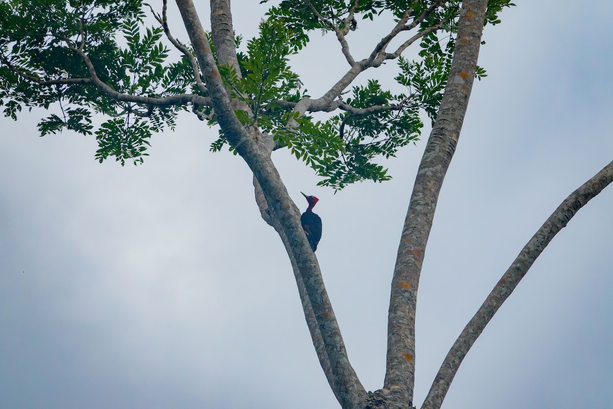 Красношейный дятел - ML643758344