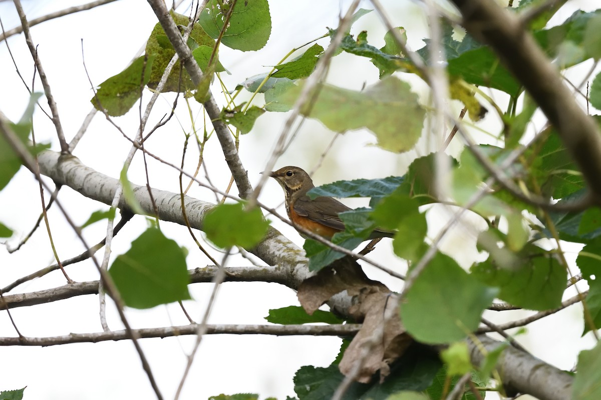 Gray-backed Thrush - ML643758351