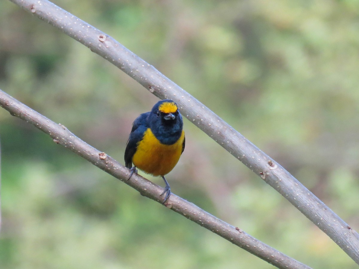 Fulvous-vented Euphonia - ML643758353