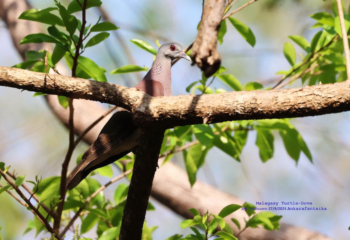 Горлиця мадагаскарська - ML643758372