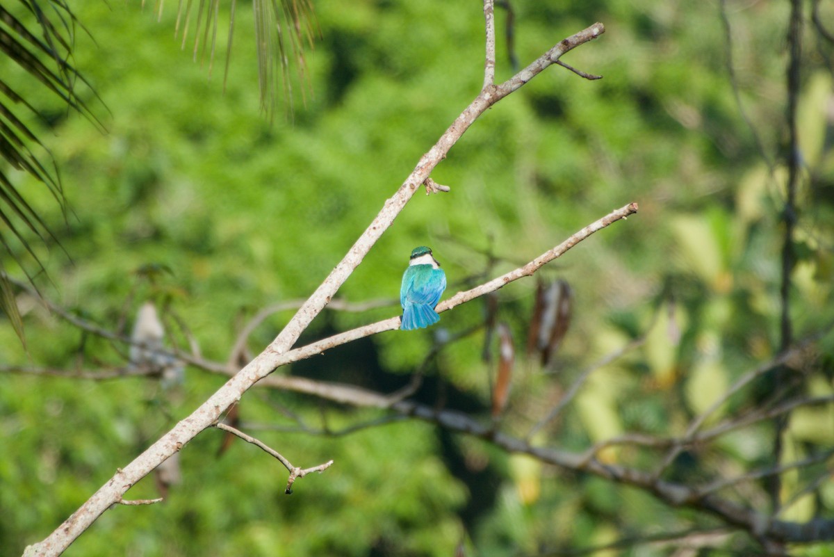 Collared Kingfisher - ML643758376