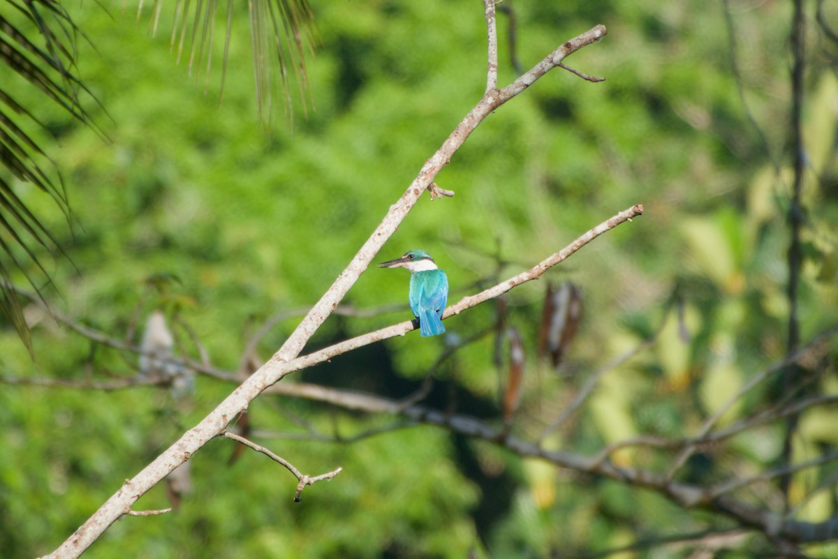 Collared Kingfisher - ML643758377