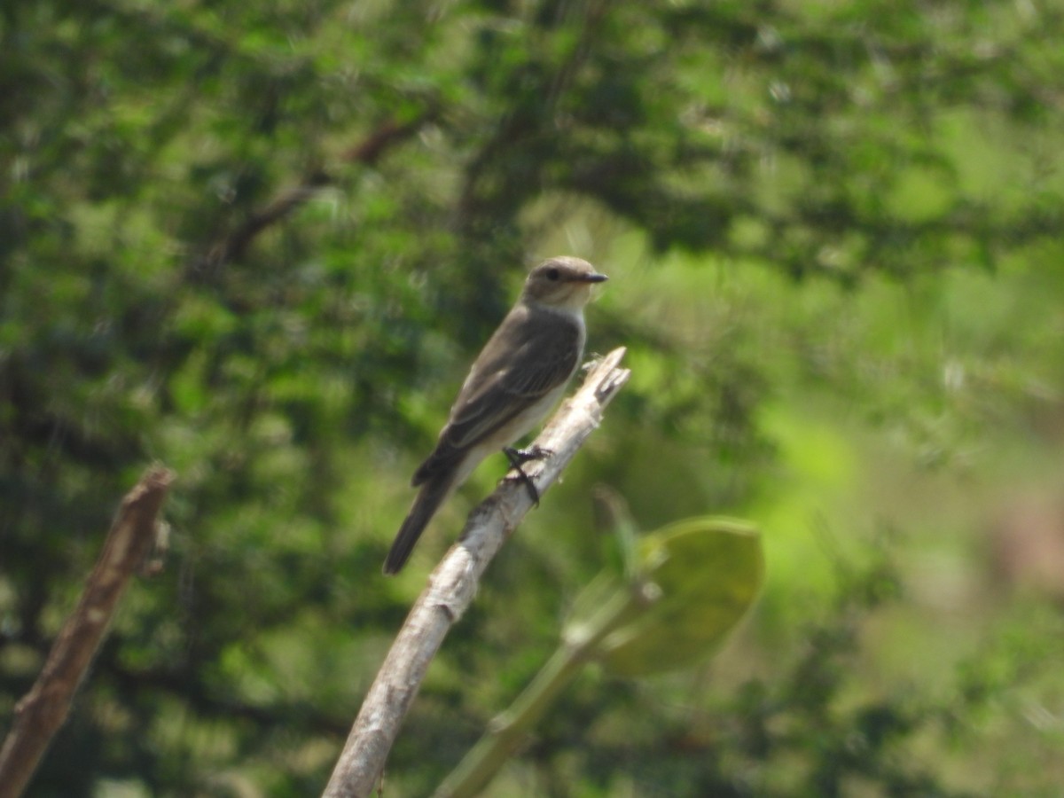 Spotted Flycatcher - ML643758379