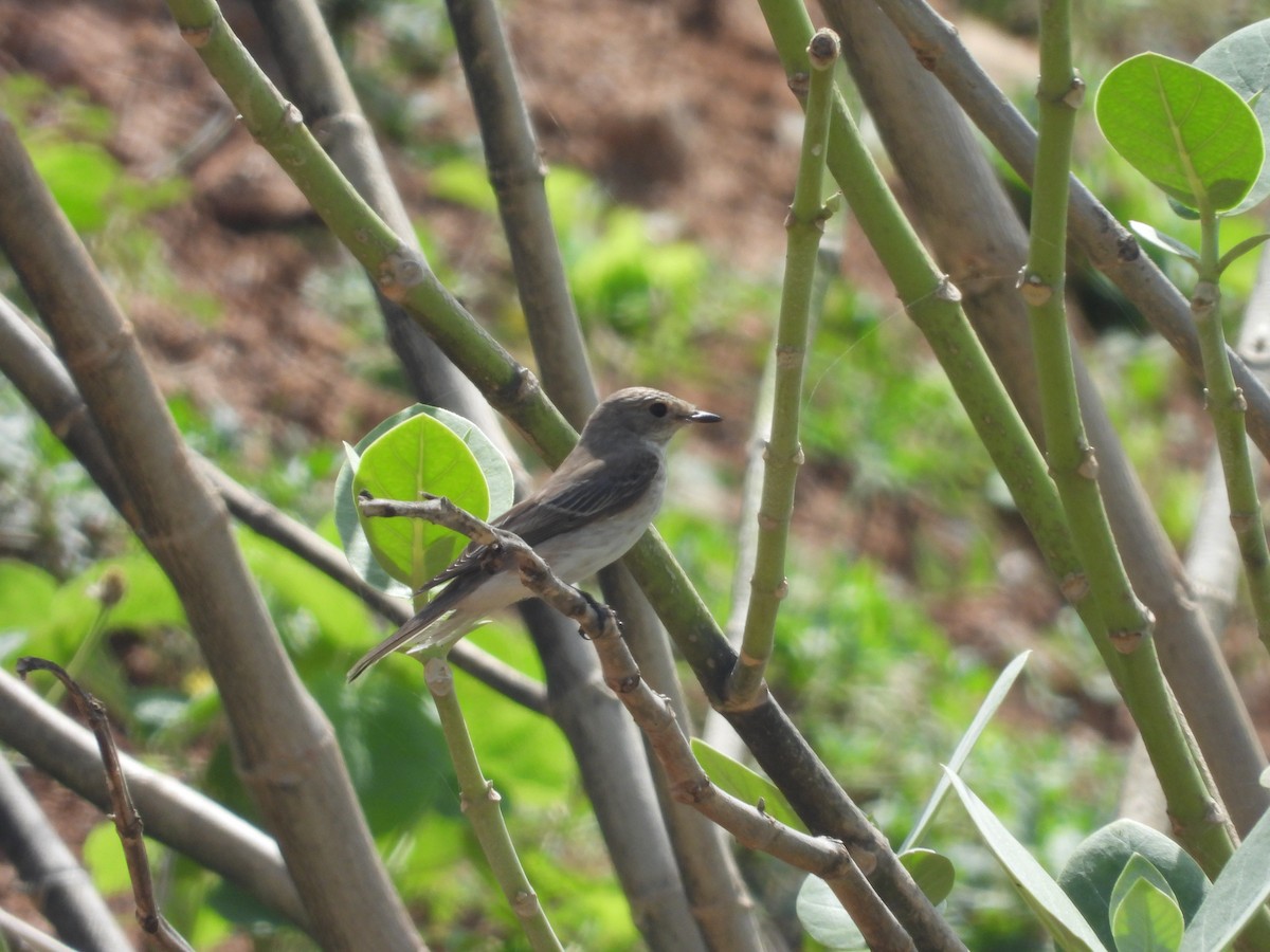 Spotted Flycatcher - ML643758380