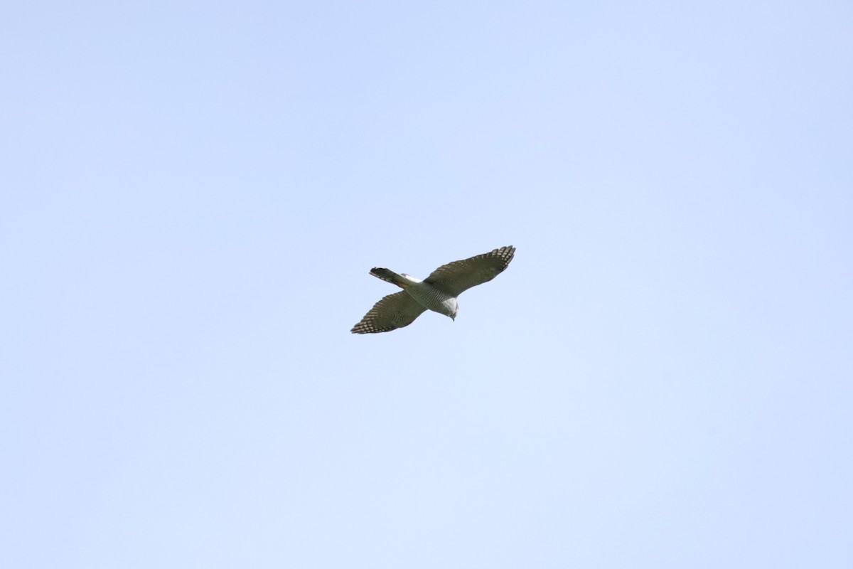 hønsehauk - ML643758402