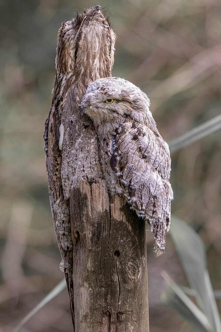 Common Potoo - ML643758411