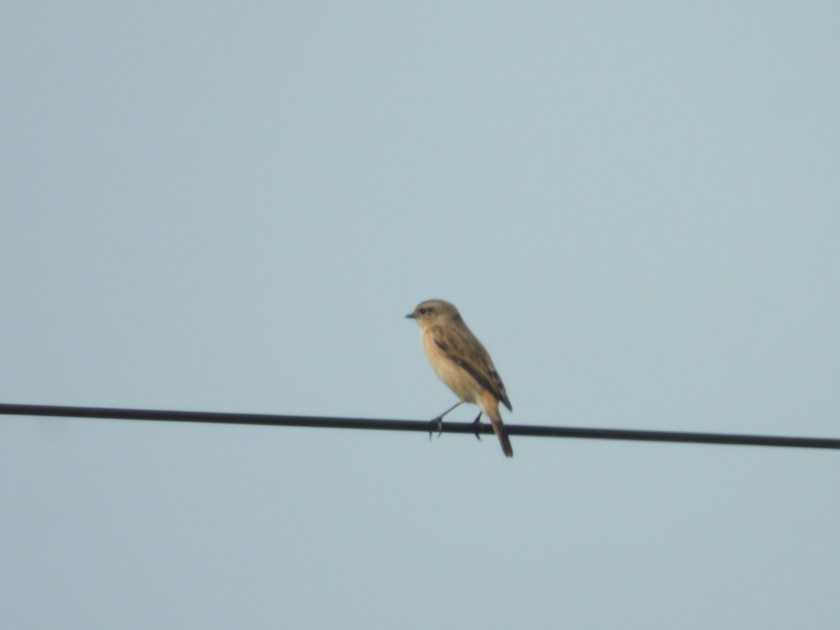 Siberian Stonechat - ML643758415