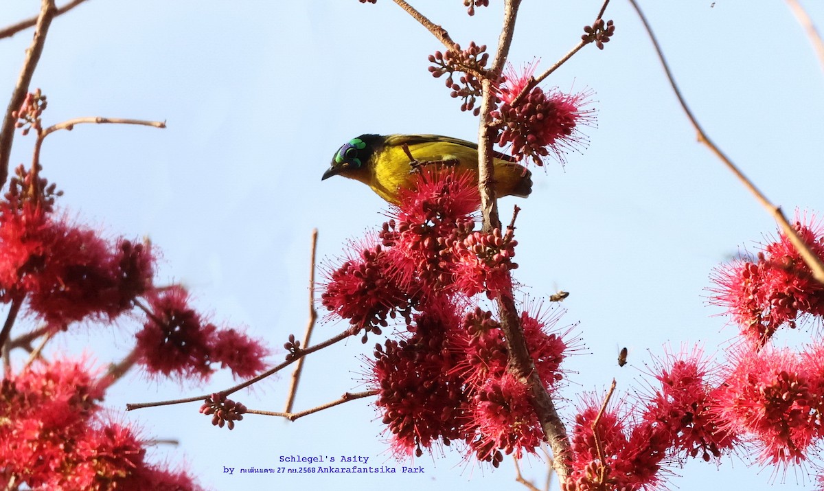 Schlegel's Asity - ML643758417