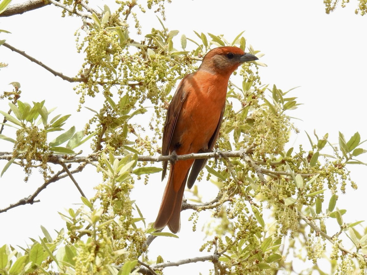 blodpiranga - ML643758453