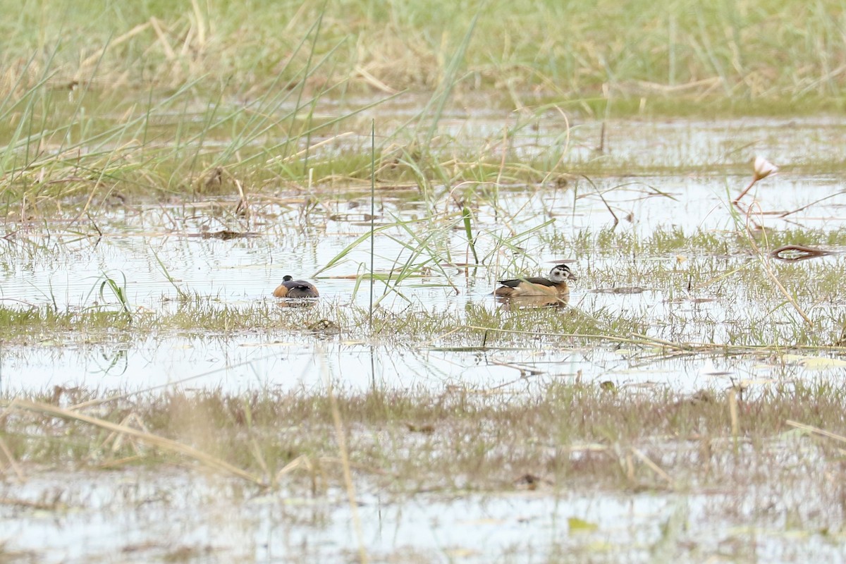 African Pygmy-Goose - ML643758456
