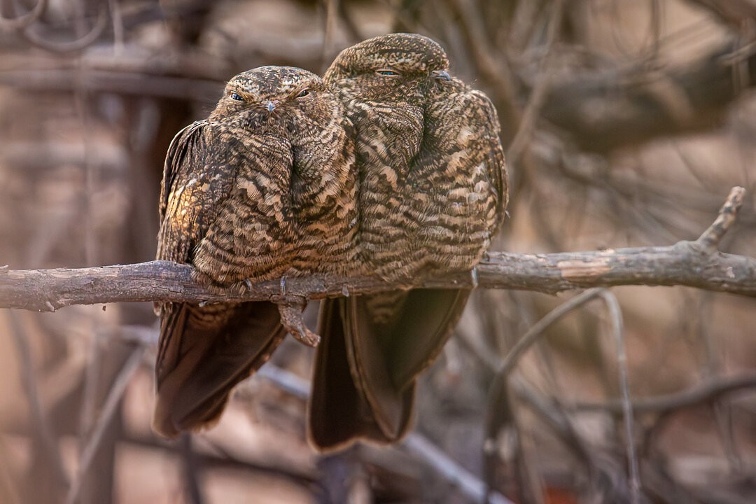 Bahian Nighthawk - ML643758457