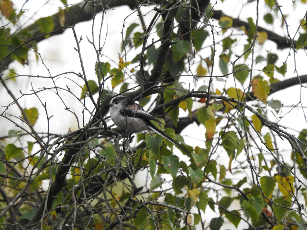 Long-tailed Tit - ML643758459