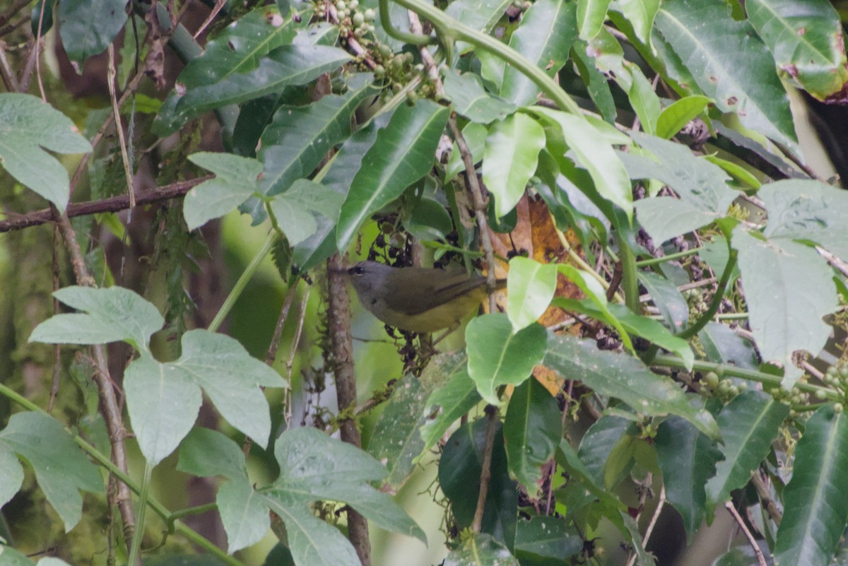 Javan Heleia - ML643758469