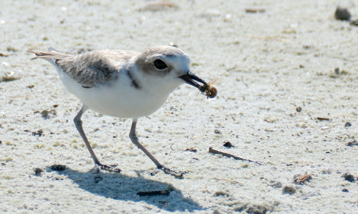 Snowy Plover - ML643758484