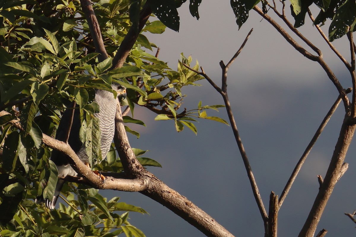 Gray Hawk - ML643758503