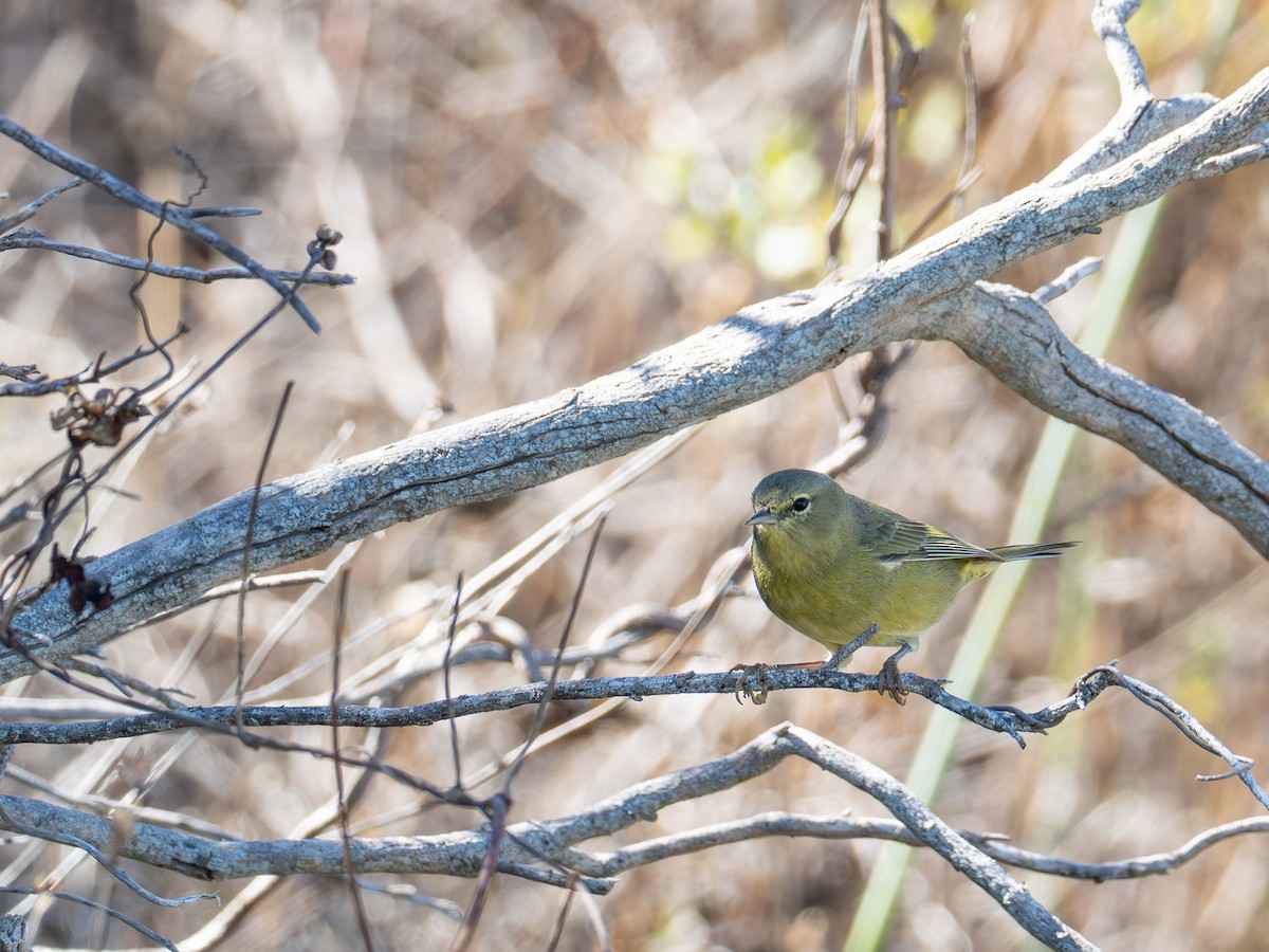 Orange-crowned Warbler - ML643758505