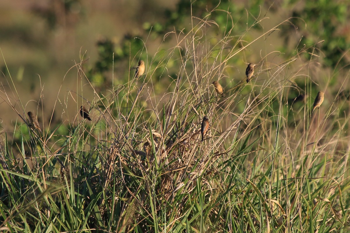 Чернозобый просяночник - ML643758507