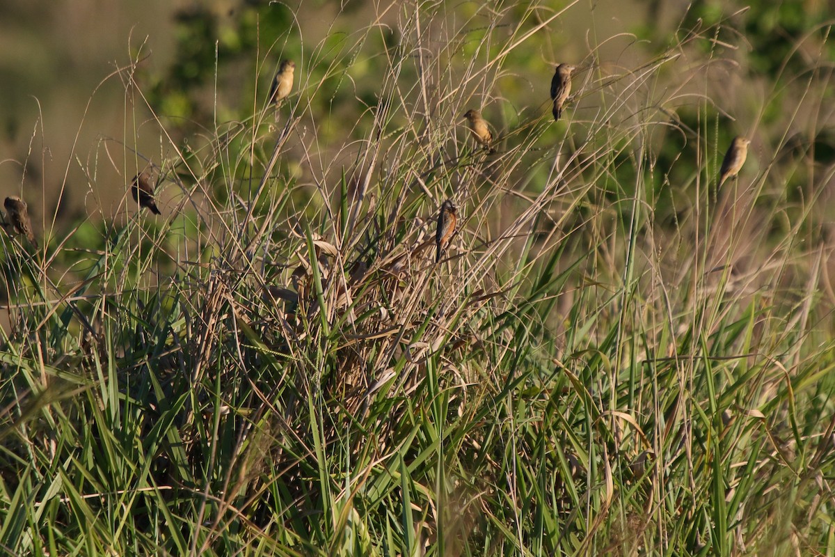 Чернозобый просяночник - ML643758509