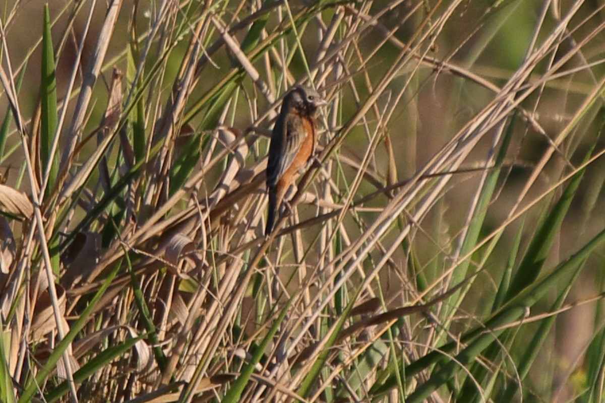 Чернозобый просяночник - ML643758510