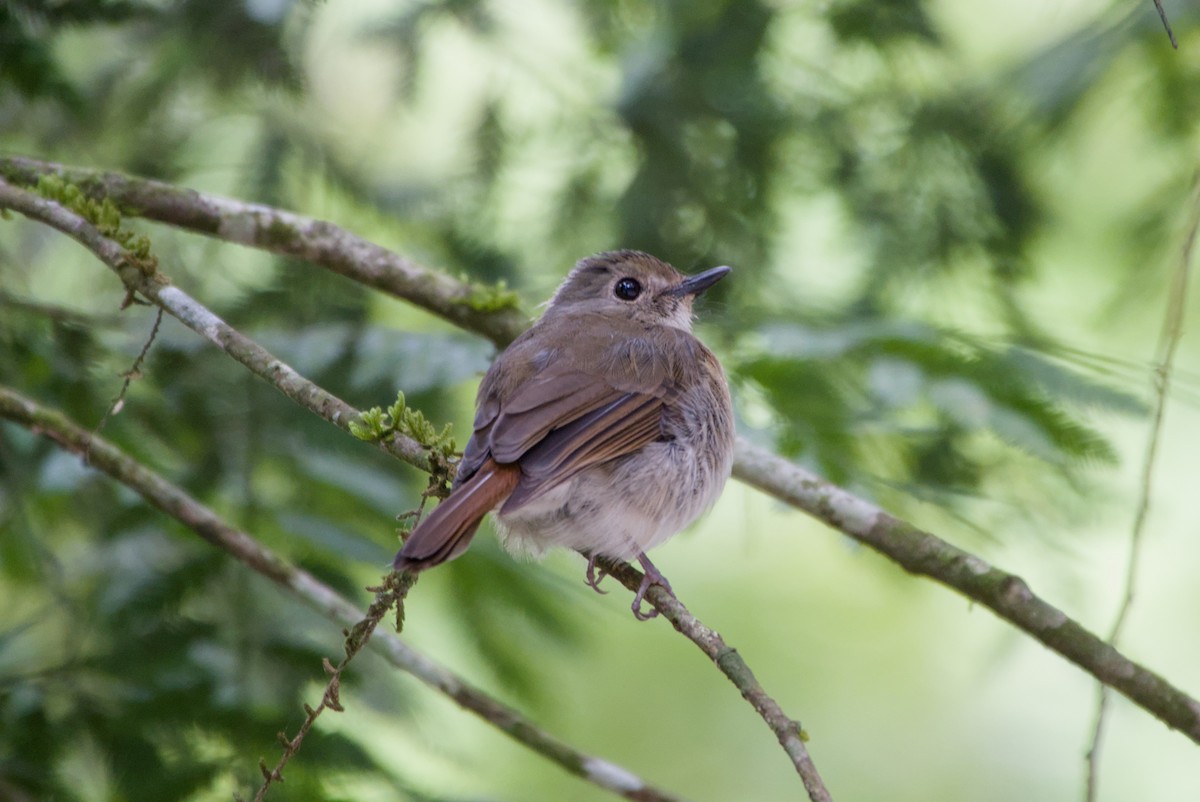 オリーブミツリンヒタキ - ML643758514