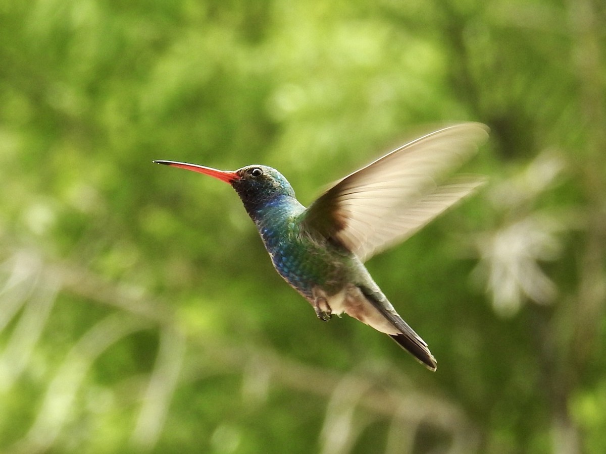 brednebbkolibri - ML643758520