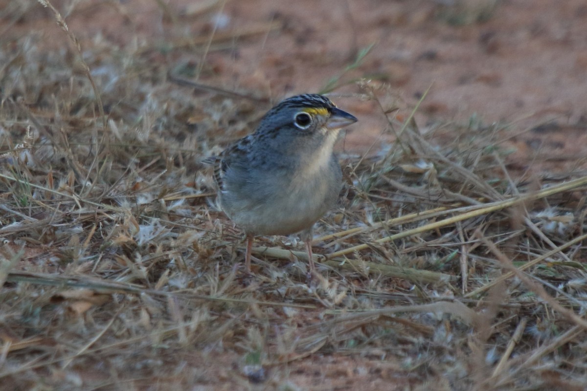 Grassland Sparrow - ML643758523