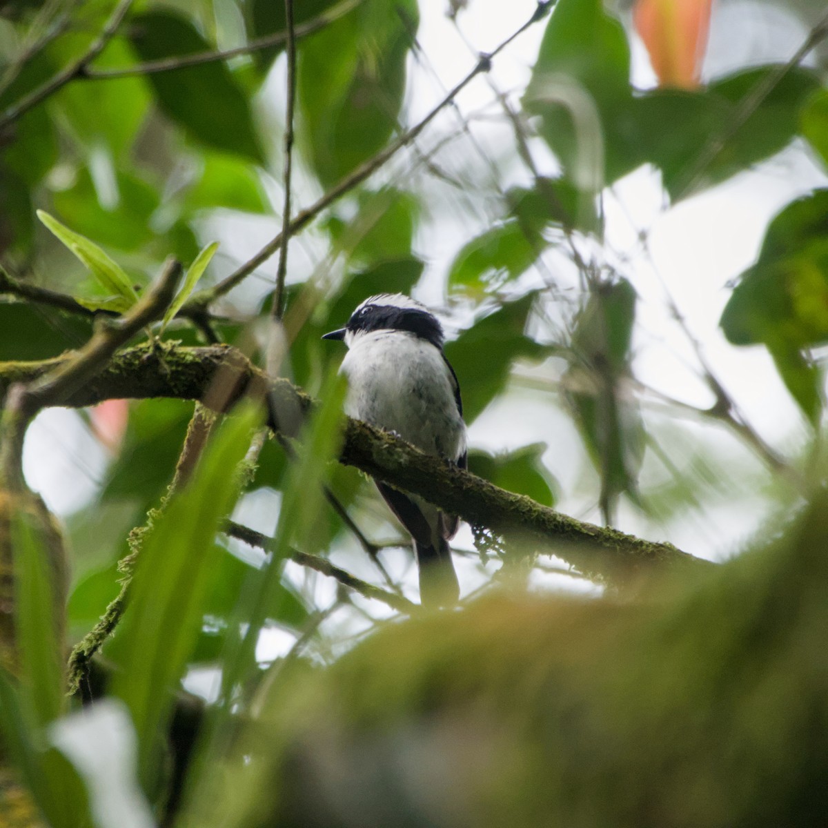 Little Pied Flycatcher - ML643758525