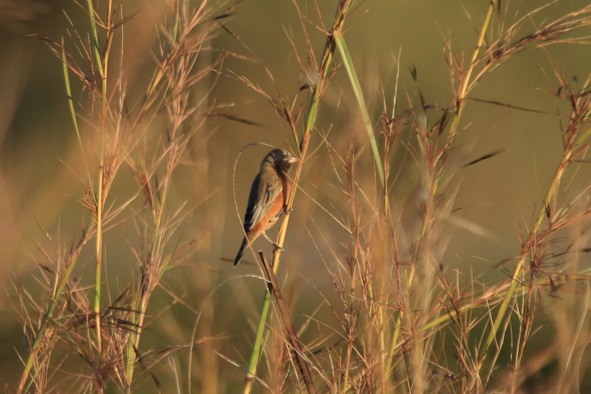 Чернозобый просяночник - ML643758526