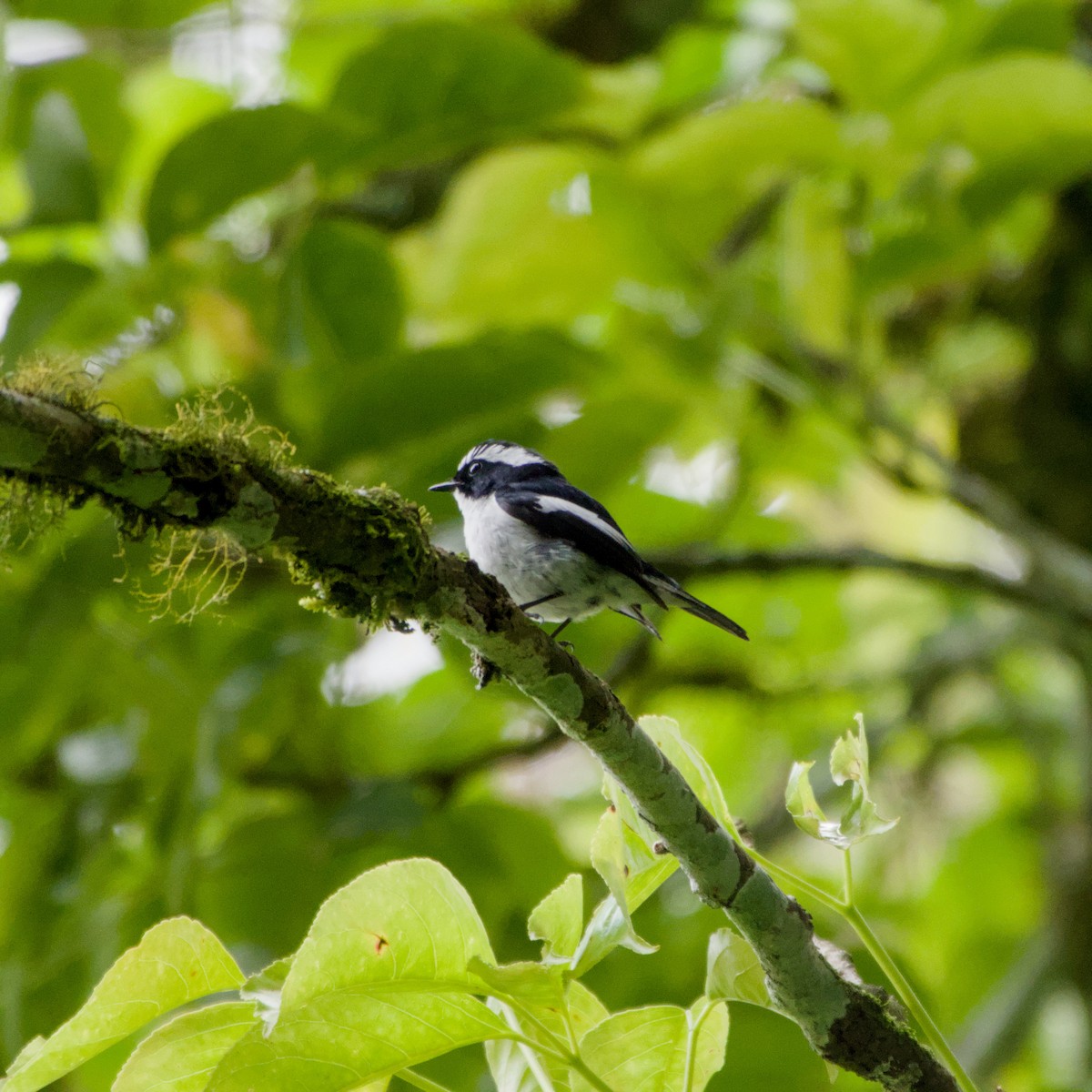 Little Pied Flycatcher - ML643758528