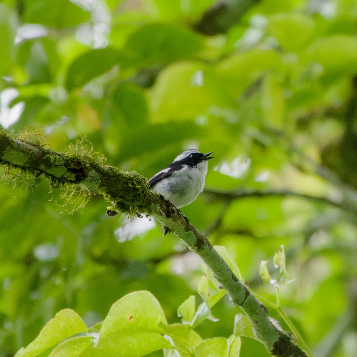 Little Pied Flycatcher - ML643758529