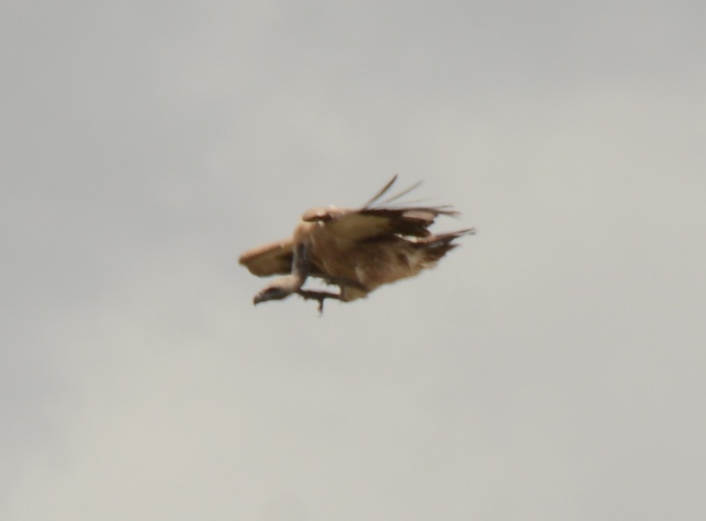 Kapgeier - ML643758532