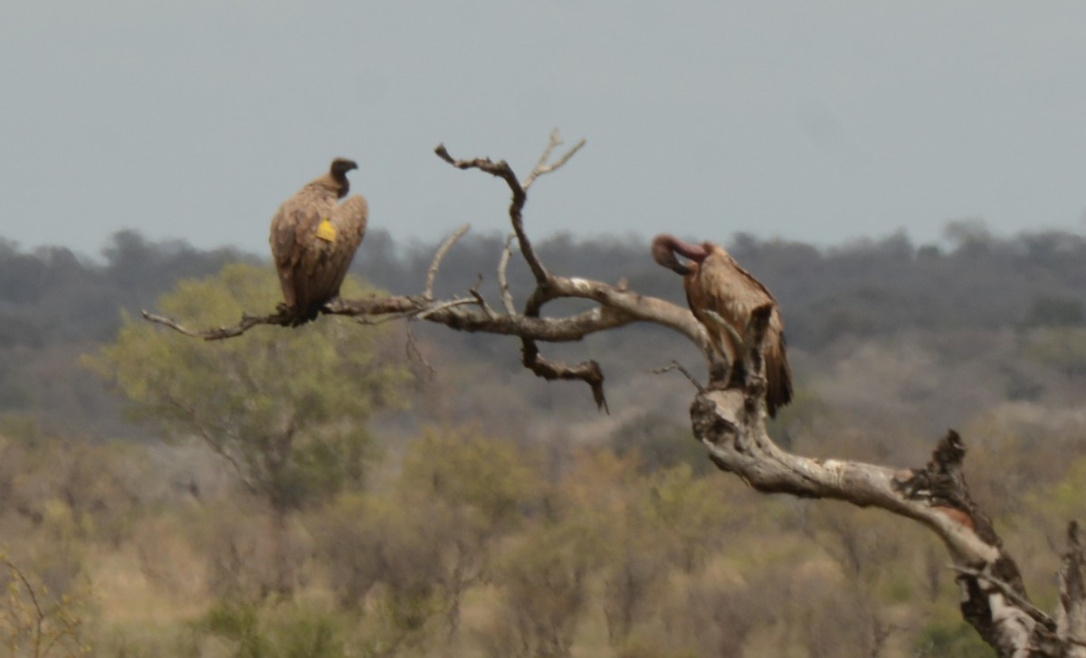 Kapgeier - ML643758533