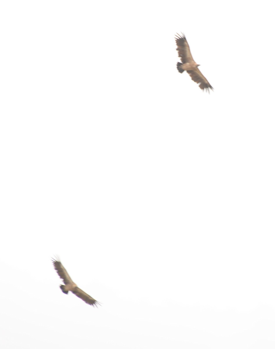 Kapgeier - ML643758534