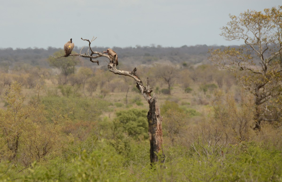 Kapgeier - ML643758535