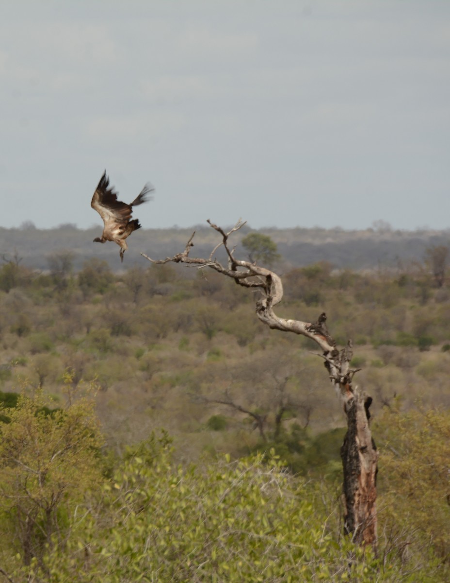 Kapgeier - ML643758536