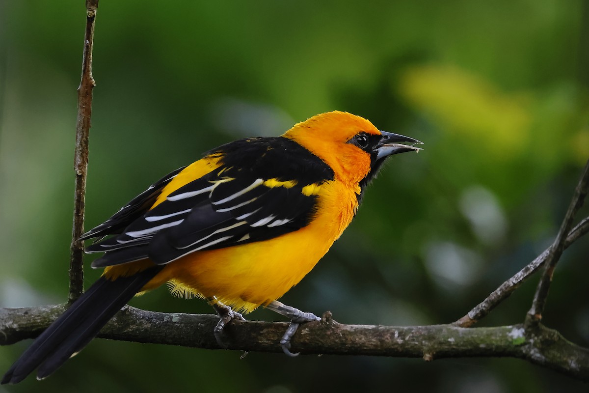 Altamira Oriole - ML643758537
