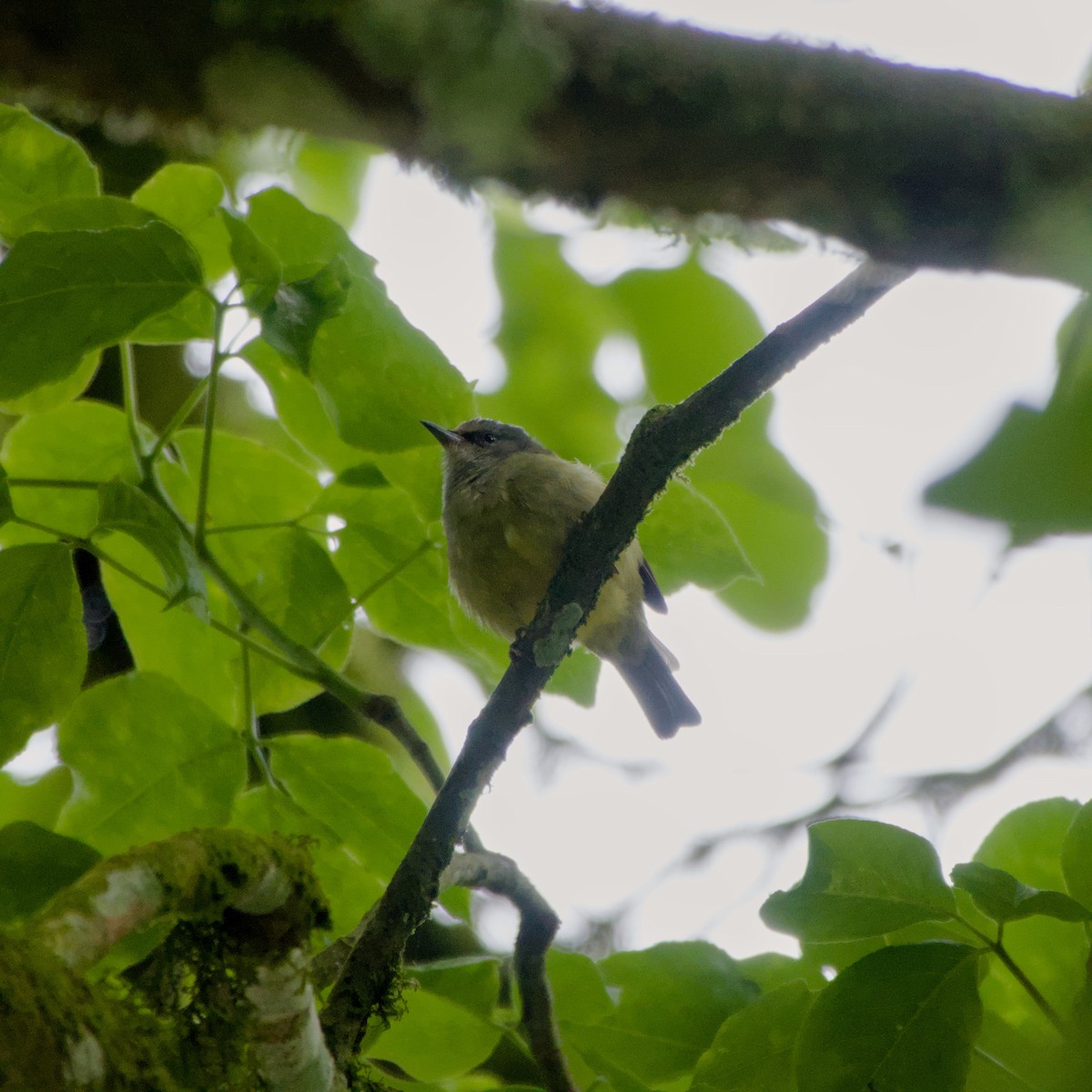 Javan Heleia - ML643758539