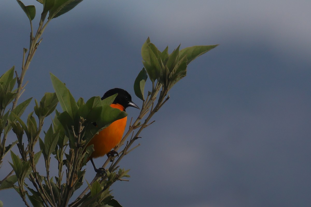 Baltimore Oriole - ML643758545
