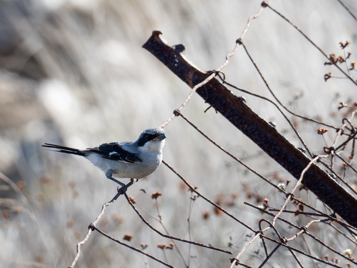 Loggerhead Shrike - ML643758546