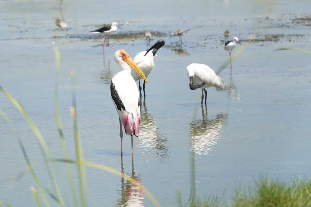 Painted Stork - ML643758550