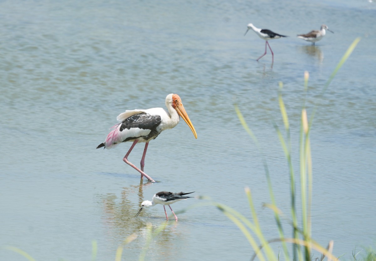 Painted Stork - ML643758552