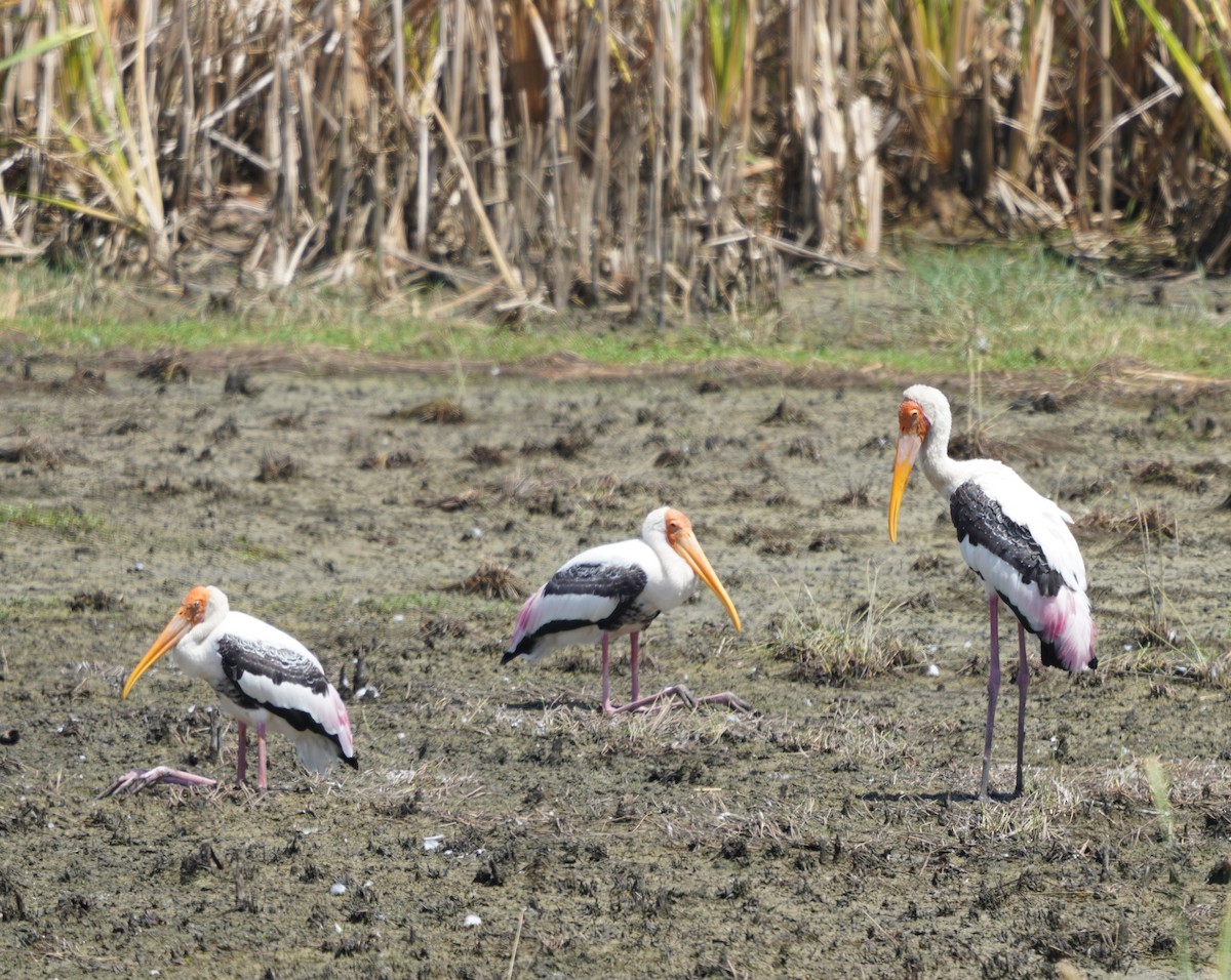 Painted Stork - ML643758553