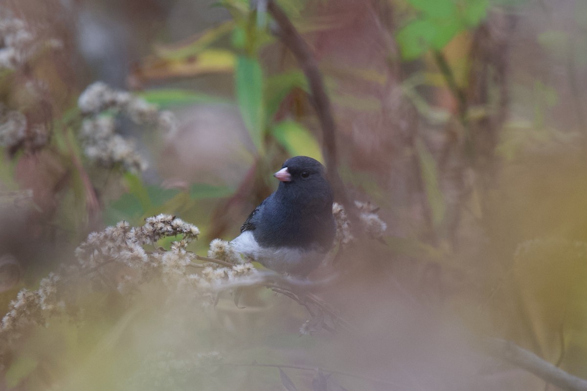 Dark-eyed Junco - ML643758554