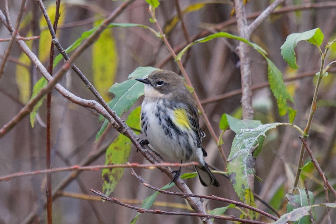 Yellow-rumped Warbler - ML643758563
