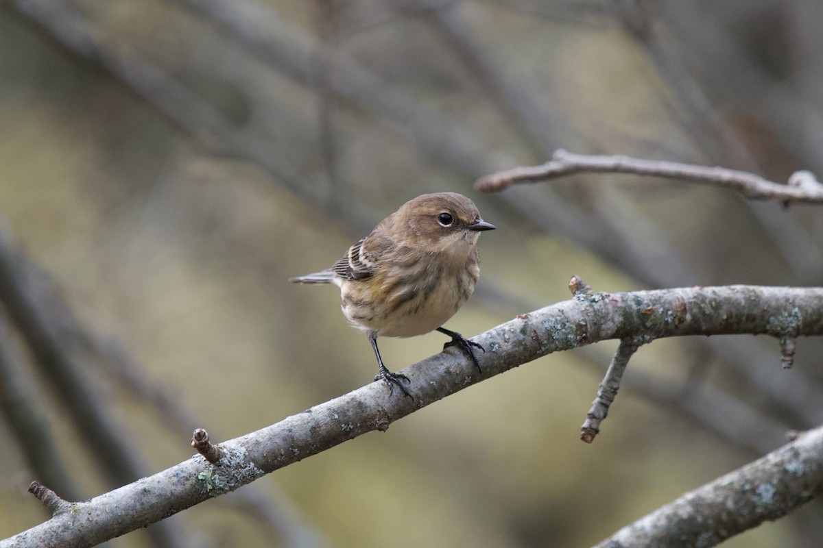 Yellow-rumped Warbler - ML643758564