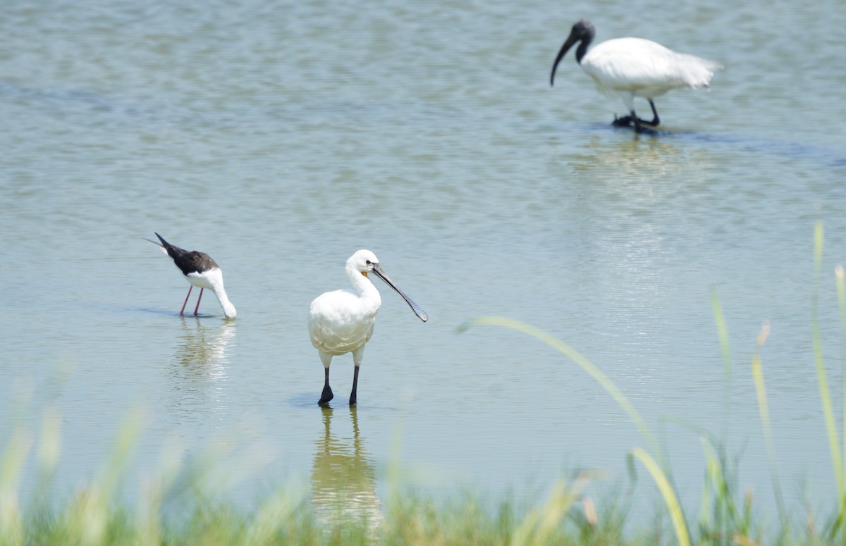 白琵鷺 - ML643758566