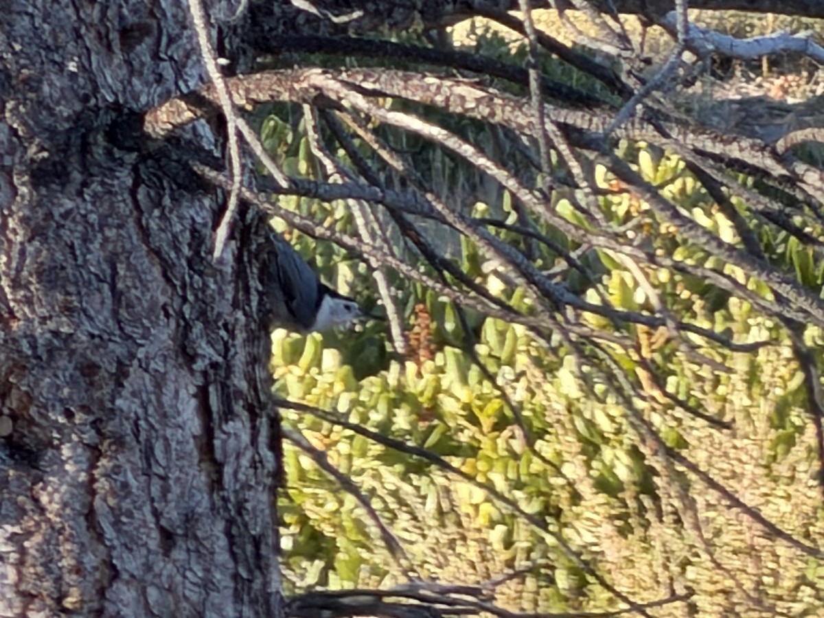 White-breasted Nuthatch - ML643758579