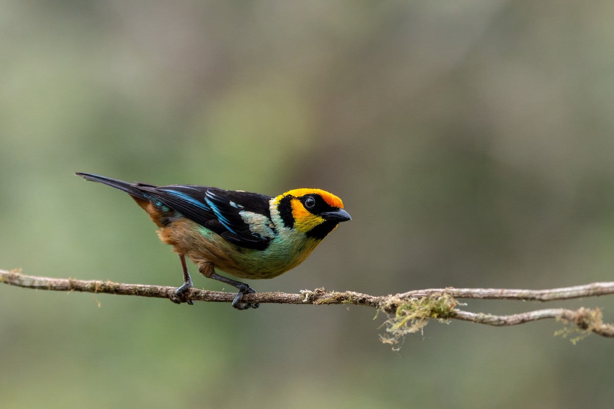Flame-faced Tanager - ML643758581