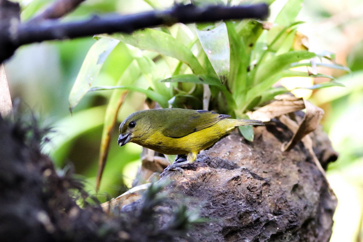 Purple-throated Euphonia - ML643758582