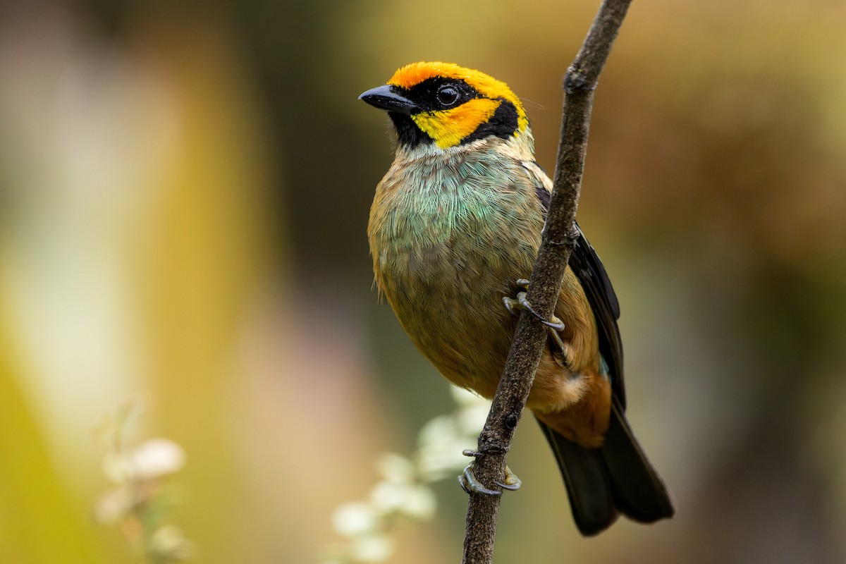 Flame-faced Tanager - ML643758584